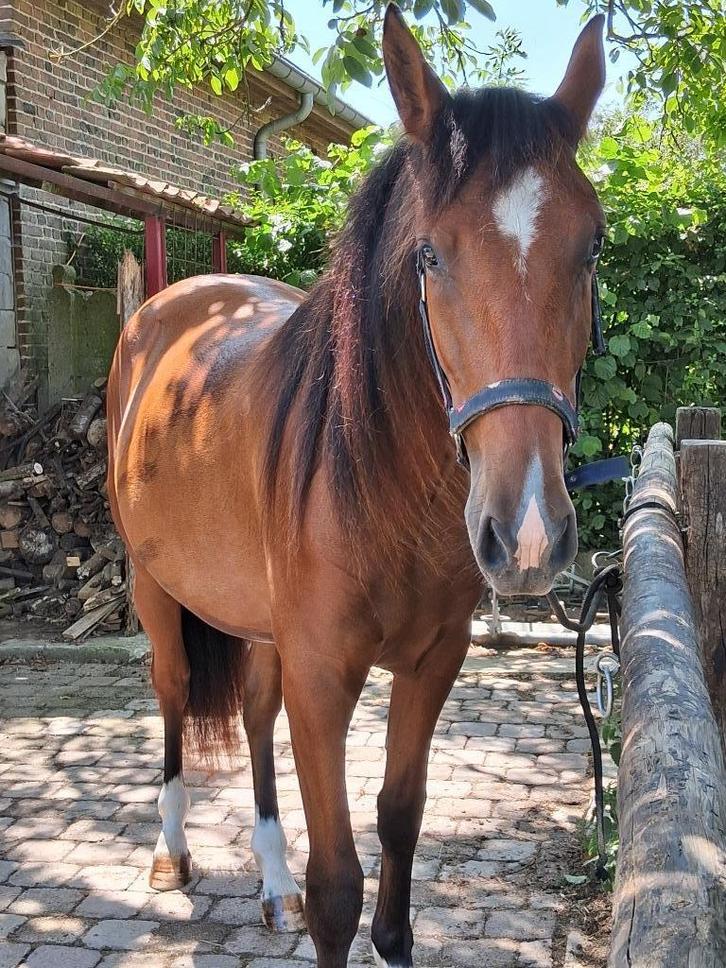 Verzorgpaard PRE ruin, Dieren en Toebehoren, Paarden, Ruin, Onbeleerd, Minder dan 160 cm, 0 tot 2 jaar, Dressuurpaard, Met stamboom