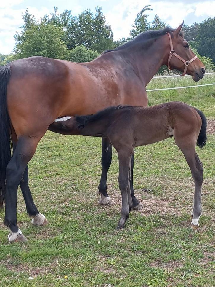 2 drachtige fokmerries, Dieren en Toebehoren, Paarden
