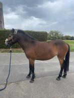 C pony te koop, Dieren en Toebehoren, Merrie