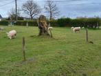 Begrazing  gezocht om schapen  met lammetjes ., Dieren en Toebehoren