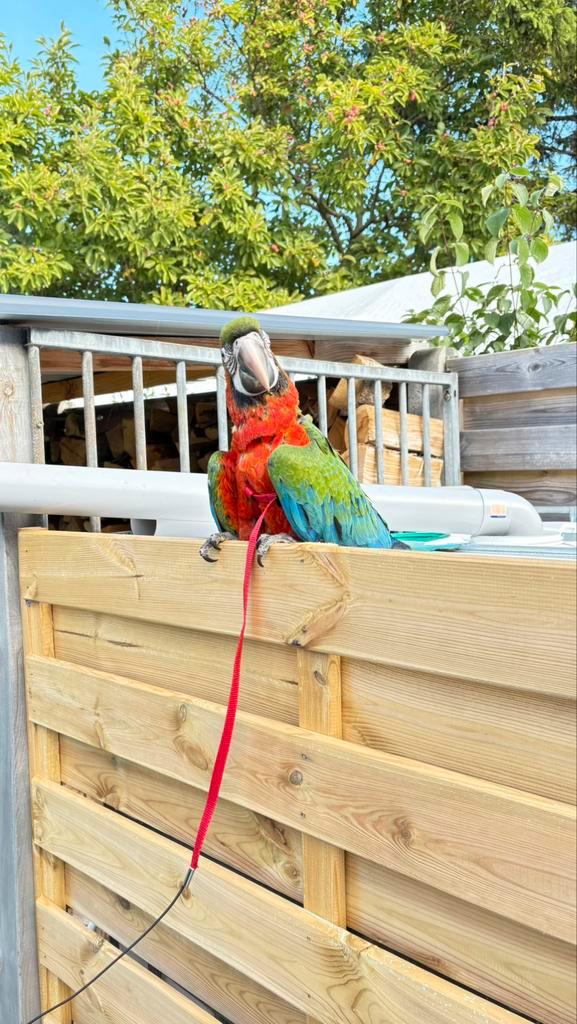 Vraagje, Dieren en Toebehoren, Pluimvee