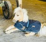 Toffe superlieve mini-shetlander, Dieren en Toebehoren, Pony's, Hengst, Onbeleerd, A pony (tot 1.17m)