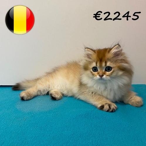 Chinchilla Gold - Britse Langhaar kittens, Dieren en Toebehoren, Katten en Kittens | Raskatten | Langhaar, Meerdere dieren, 0 tot 2 jaar
