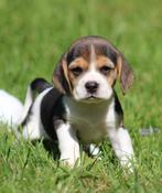 Beagle pup, CDV (hondenziekte), 8 tot 15 weken, België, Fokker | Professioneel