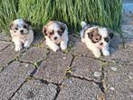 Shih tzu pups, CDV (hondenziekte), Meerdere, 8 tot 15 weken, België