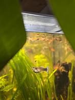 Guppy’s nakweek, Dieren en Toebehoren, Vissen | Aquariumvissen, Vis, Zoetwatervis