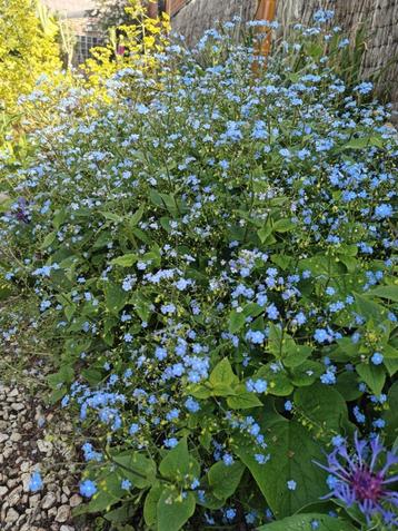 Brunnera Macrophylla – lange bloei – winterhard beschikbaar voor biedingen