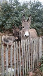 Ezelruin en ezelhengstje enkel samen te koop, Dieren en Toebehoren, Overige Dieren, April, Meerdere dieren
