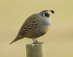 Kwartel, Dieren en Toebehoren, Meerdere dieren, Overige soorten