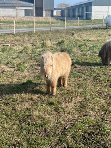 Dekhengst gezocht, Dieren en Toebehoren, Merrie