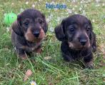 Teckel pups ruwharig dwerg (teefjes/reutjes), Dieren en Toebehoren, Honden | Teckels en Dashonden, België, CDV (hondenziekte)