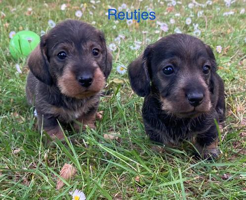Teckel pups ruwharig dwerg (teefjes/reutjes), Dieren en Toebehoren, Honden | Teckels en Dashonden, Meerdere dieren, Ruwhaar, Dwerg