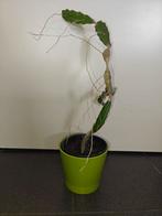 Cactus te koop, Huis en Inrichting, Kamerplanten, Ophalen, Cactus