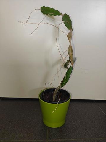 Cactus te koop beschikbaar voor biedingen
