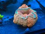 Koralen / Koraal Acanthophyllia, Dieren en Toebehoren, Vissen | Aquariumvissen, Zoutwatervis