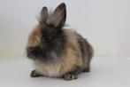 Leewenkopje - vrouwtje geboren 08.12.2025, Dieren en Toebehoren, Konijnen, Meerdere dieren, Dwerg, 0 tot 2 jaar