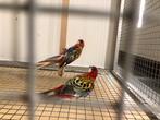 Opaline rosellas, bleekkop rosella te koop, Dieren en Toebehoren, Meerdere dieren, Parkiet
