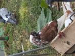 GRATIS !!!, Dieren en Toebehoren, Vogels | Duiven