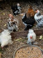 Cochin krielkippen te koop, Dieren en Toebehoren, Kip