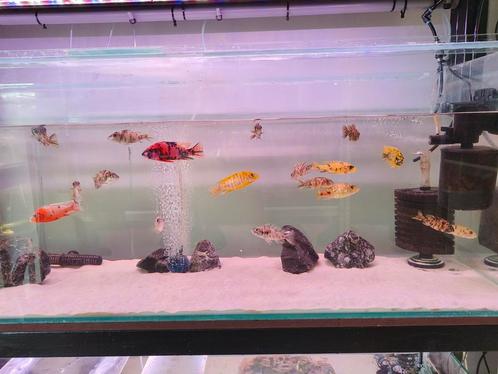 OB malawi, Dieren en Toebehoren, Vissen | Aquaria en Toebehoren, Zo goed als nieuw, Ophalen
