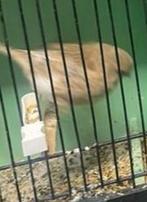 Glosters te koop .Hasselt, Dieren en Toebehoren, Vogels | Kanaries