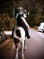 Tinker, Vermifugé, Hongre, Débourré, 160 à 165 cm