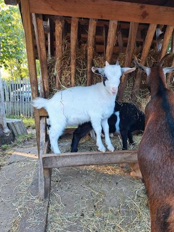 Dwerggeiten bokjes, Mâle, Chèvre, 0 à 2 ans