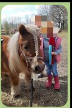 Super brave Shetland merrie kindvriendelijk, Merrie, Zadelmak