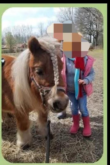 Super brave Shetland merrie kindvriendelijk beschikbaar voor biedingen