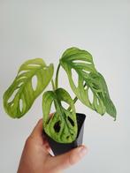 Monstera Adansonii Mint, Enlèvement ou Envoi