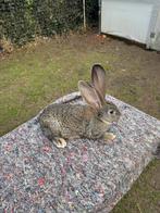 Vlaamse reus, Dieren en Toebehoren, Konijnen
