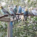 Grasparkieten, Dieren en Toebehoren