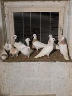 Rase soror, Animaux & Accessoires, Oiseaux | Pigeons