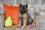Prachtige Tervurense Herder pups, Plusieurs, Hépatite contagieuse (maladie de Rubarth), Belgique, Berger