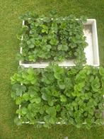 jonge aardbeiplanten in potjes, Tuin en Terras, Planten | Tuinplanten, Ophalen, Lente, Fruitplanten