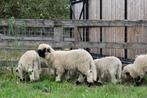 Walliser Schwarznase rammetjes, Dieren en Toebehoren, Schapen, Geiten en Varkens, Mannelijk, Schaap, 0 tot 2 jaar