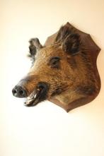 Taxidermie opgezette everzwijn kop, Ophalen of Verzenden, Gebruikt, Wild dier
