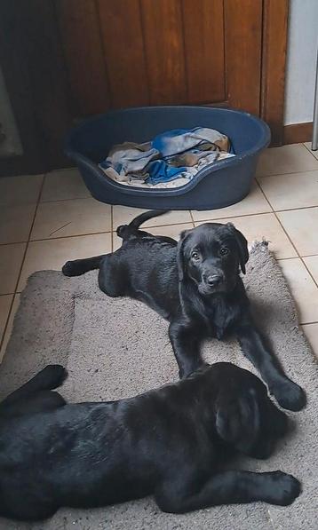 Leuke zwarte Labrador pups op boerderij ouders aanwezig beschikbaar voor biedingen