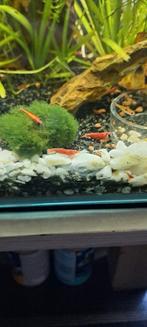 Vuurgarnalen top kleur