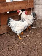 Wyandotte Kriel haantjes, Dieren en Toebehoren