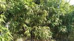GRATIS Bamboe!!, Jardin & Terrasse, Plantes | Arbustes & Haies, 100 à 250 cm, Enlèvement, Bambou