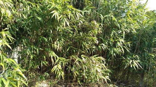 GRATIS Bamboe!!, Jardin & Terrasse, Plantes | Arbustes & Haies, Bambou, 100 à 250 cm, Enlèvement
