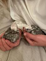 Witkop jonge tamme valkparkieten, Dieren en Toebehoren, Vogels | Parkieten en Papegaaien, Meerdere dieren, Parkiet, Tam