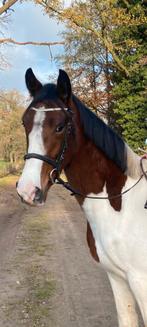 Stoere 3,5 jarige E sportpony ruin, Dieren en Toebehoren, B, Ruin, Springpony, 3 tot 6 jaar