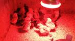 Kuikens van Welsumer en New Hampshire kippen, Animaux & Accessoires, Volatiles, Poule ou poulet, Plusieurs animaux