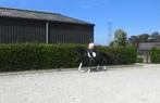 Brave 11 jr dressuur merrie, Z niveau, zeer goede afstamming, Dieren en Toebehoren, Paarden, Merrie, Z, Gechipt, Dressuurpaard