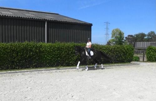Brave 11 jr dressuur merrie, Z niveau, zeer goede afstamming, Dieren en Toebehoren, Paarden, Merrie, Z, 165 tot 170 cm, 11 jaar of ouder
