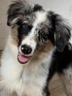 Border collie reuke, Dieren en Toebehoren, Honden | Herdershonden en Veedrijvers, België, 15 weken tot 1 jaar, Reu, CDV (hondenziekte)