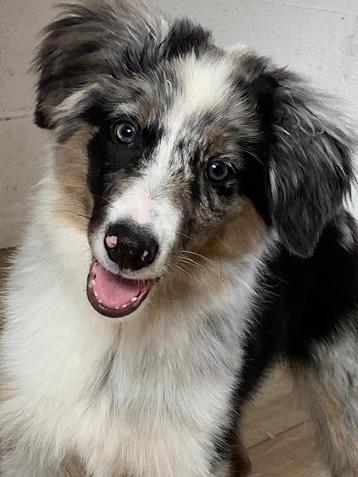 Border collie reuke beschikbaar voor biedingen