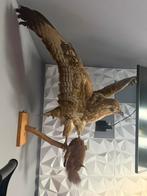 Buizerd met eekhoorn, Ophalen